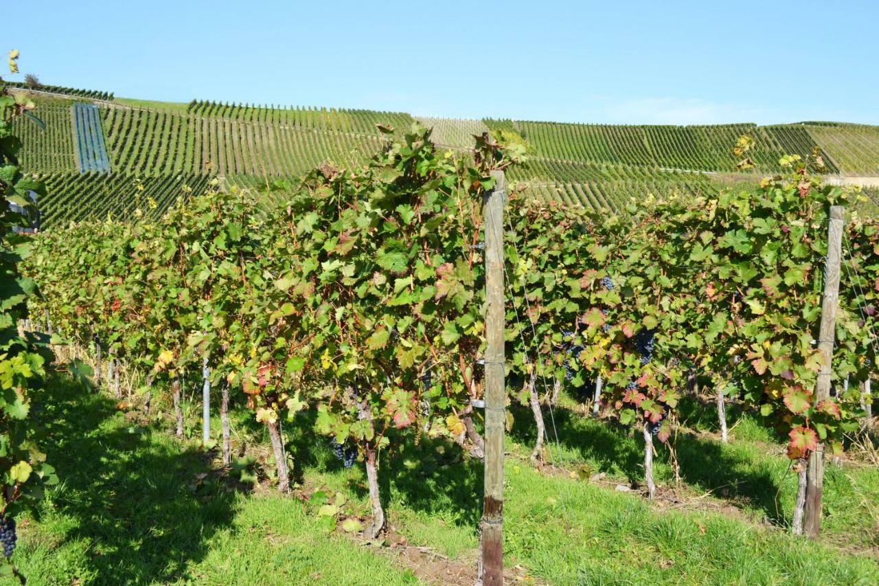 Gaestehaus Weingut Mathy-Schanz Osann-Monzel Zewnętrze zdjęcie